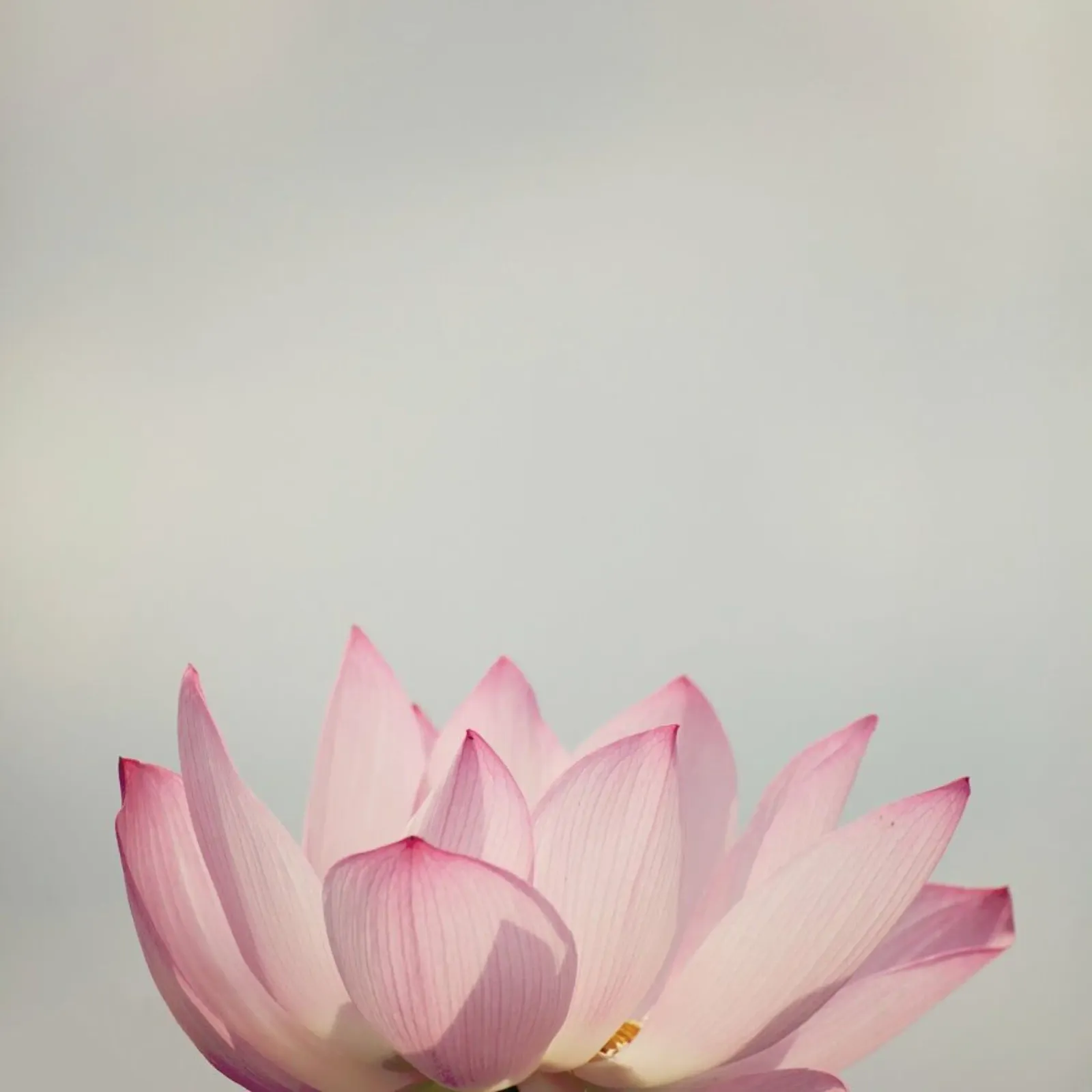 Lotus pellicola backlit da Catherine McDonald