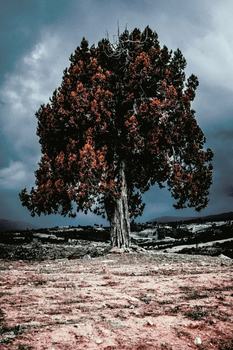 The Red Giant Tree pellicola backlit da Pale Grain