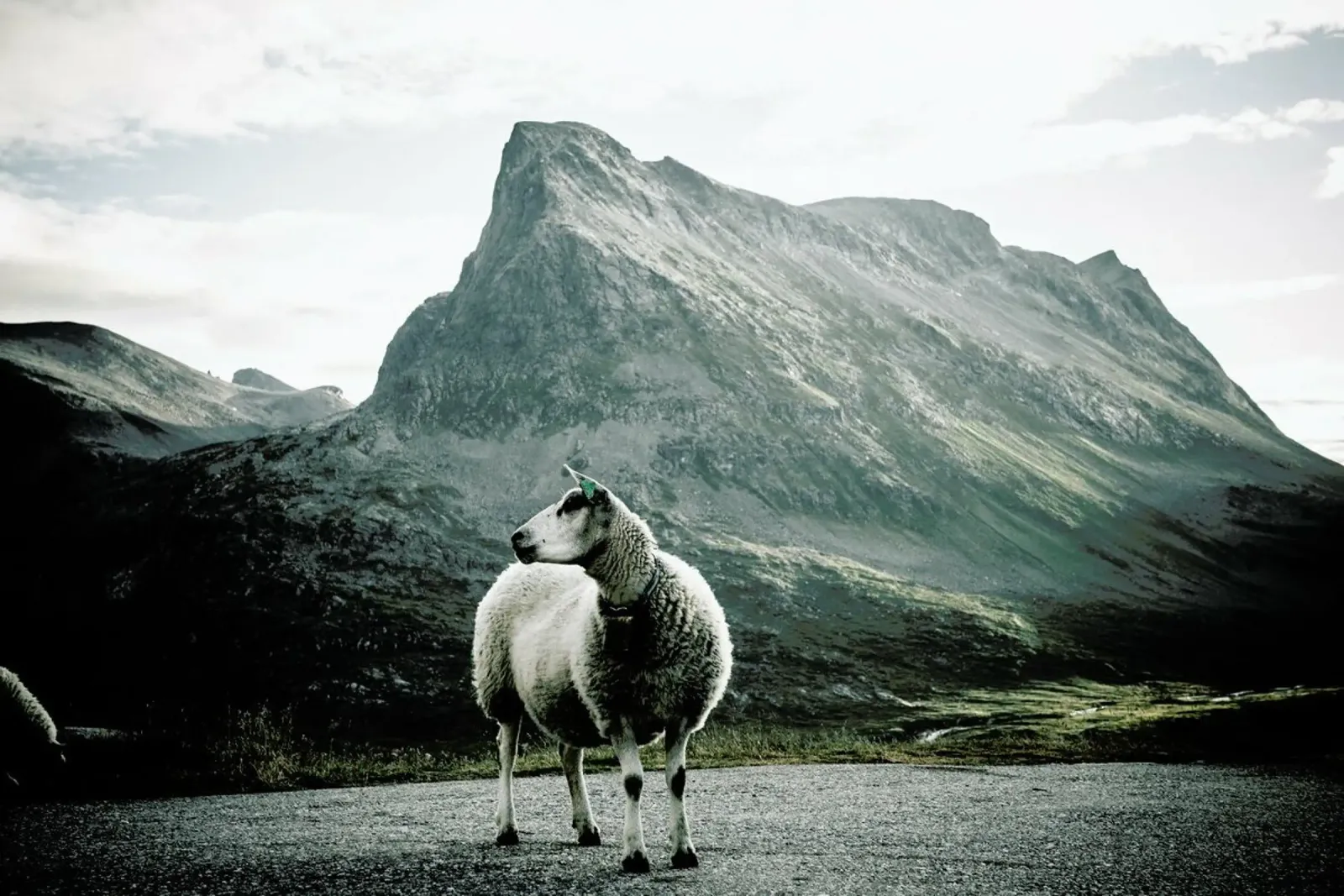Sheep 1 pellicola backlit da Chris Abatzis