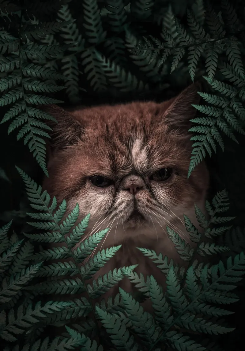 Gatto di picco in felci carta hahnemühle da arizrab