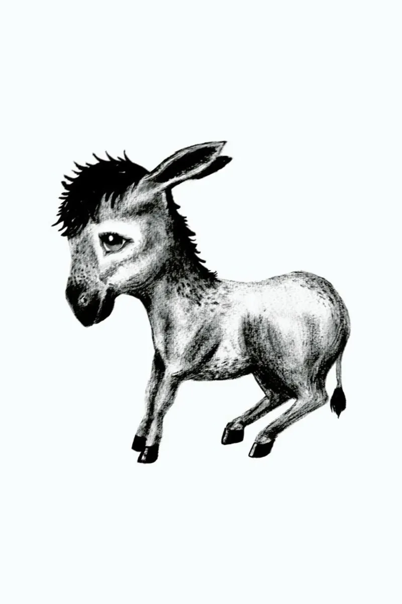 Donkey pellicola backlit da Tvinkla