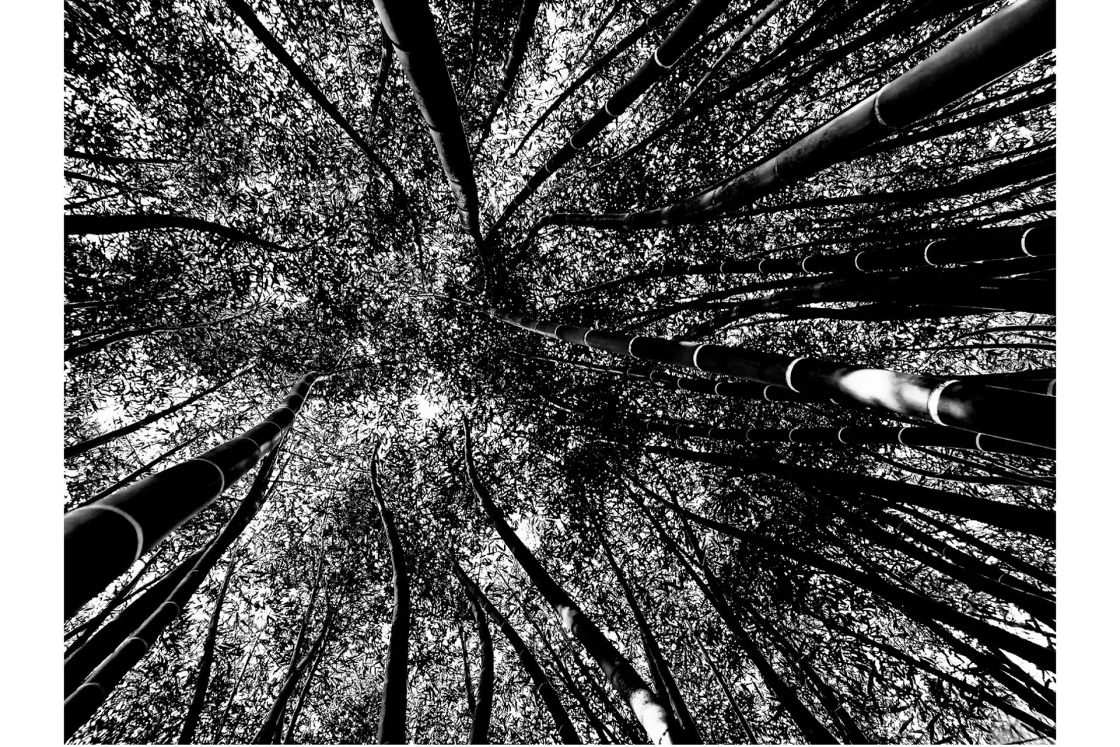 alberi pellicola backlit da Massimo Frascogna