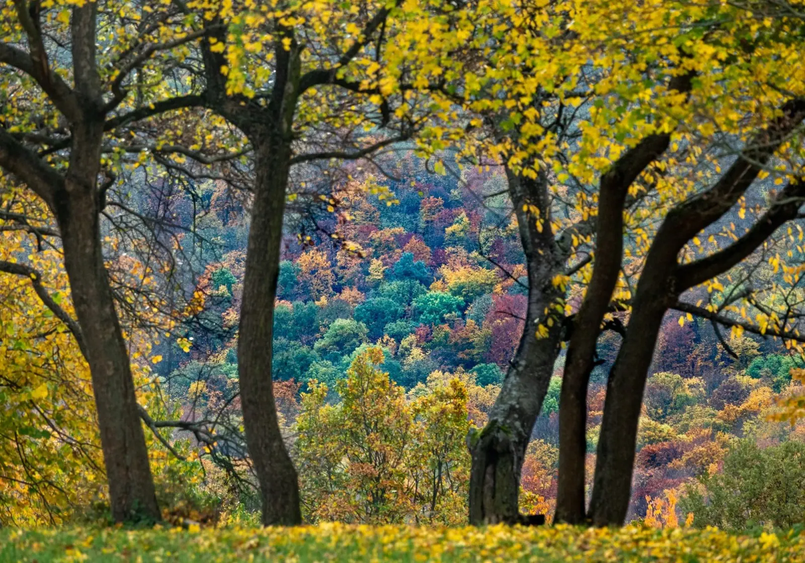 Colori d'autunno pellicola backlit da anderm
