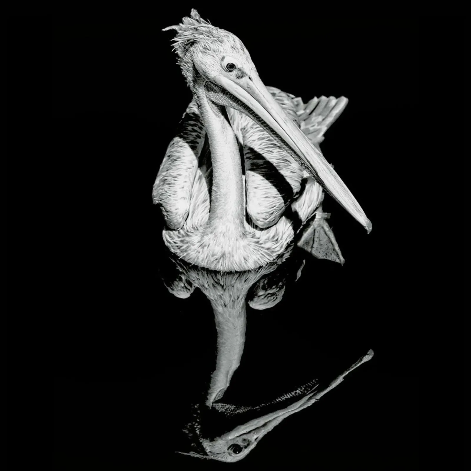 The equated pellicola backlit da Efacts Photography