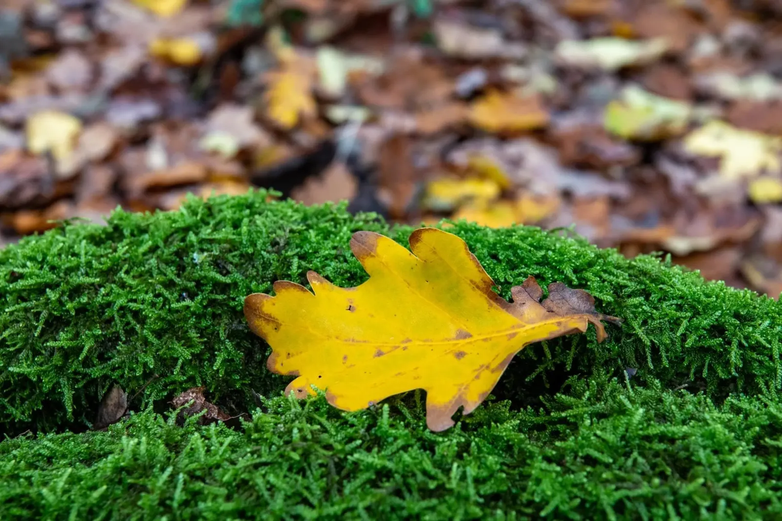 Feuille jaune sur mousse verte film rétro-éclairé de anderm