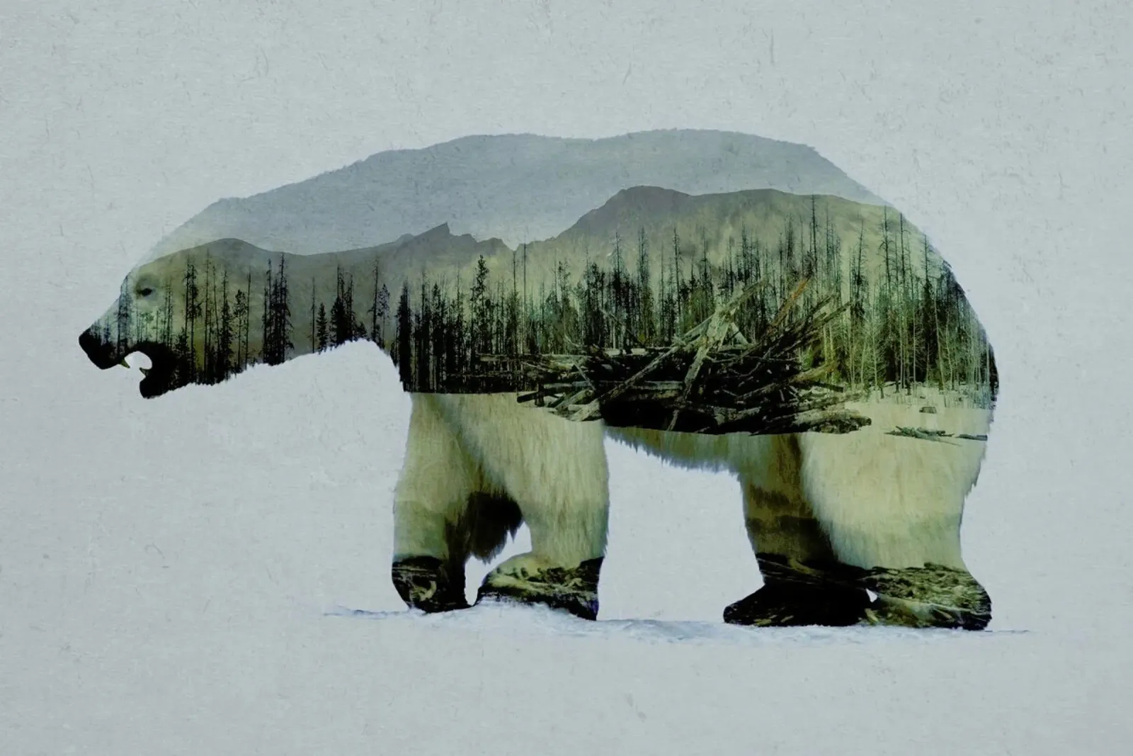 The Arctic Polar Bear poster con telaio in legno da Davies Babies
