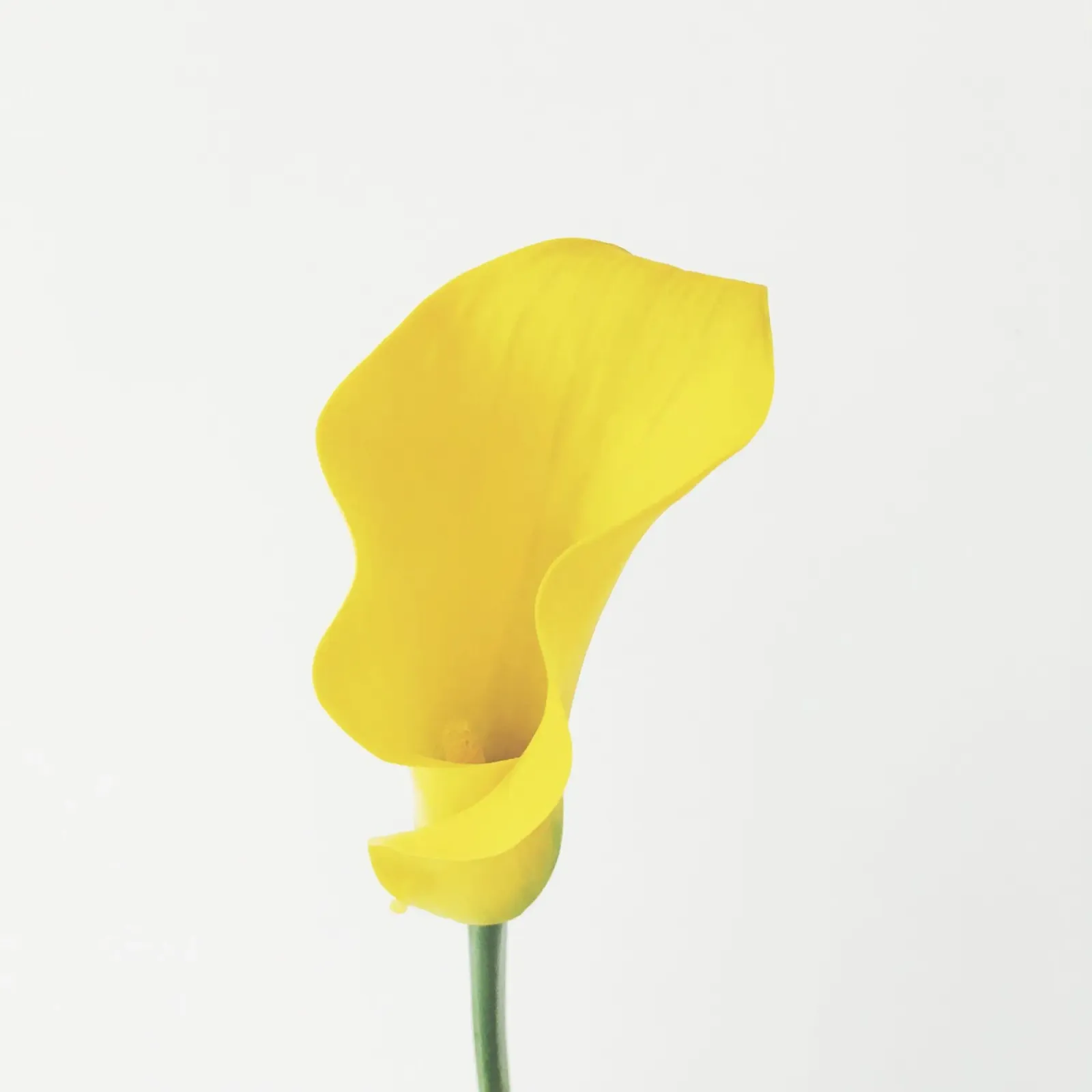 Yellow Calla Lily plexiglass da Cassia Beck Photography