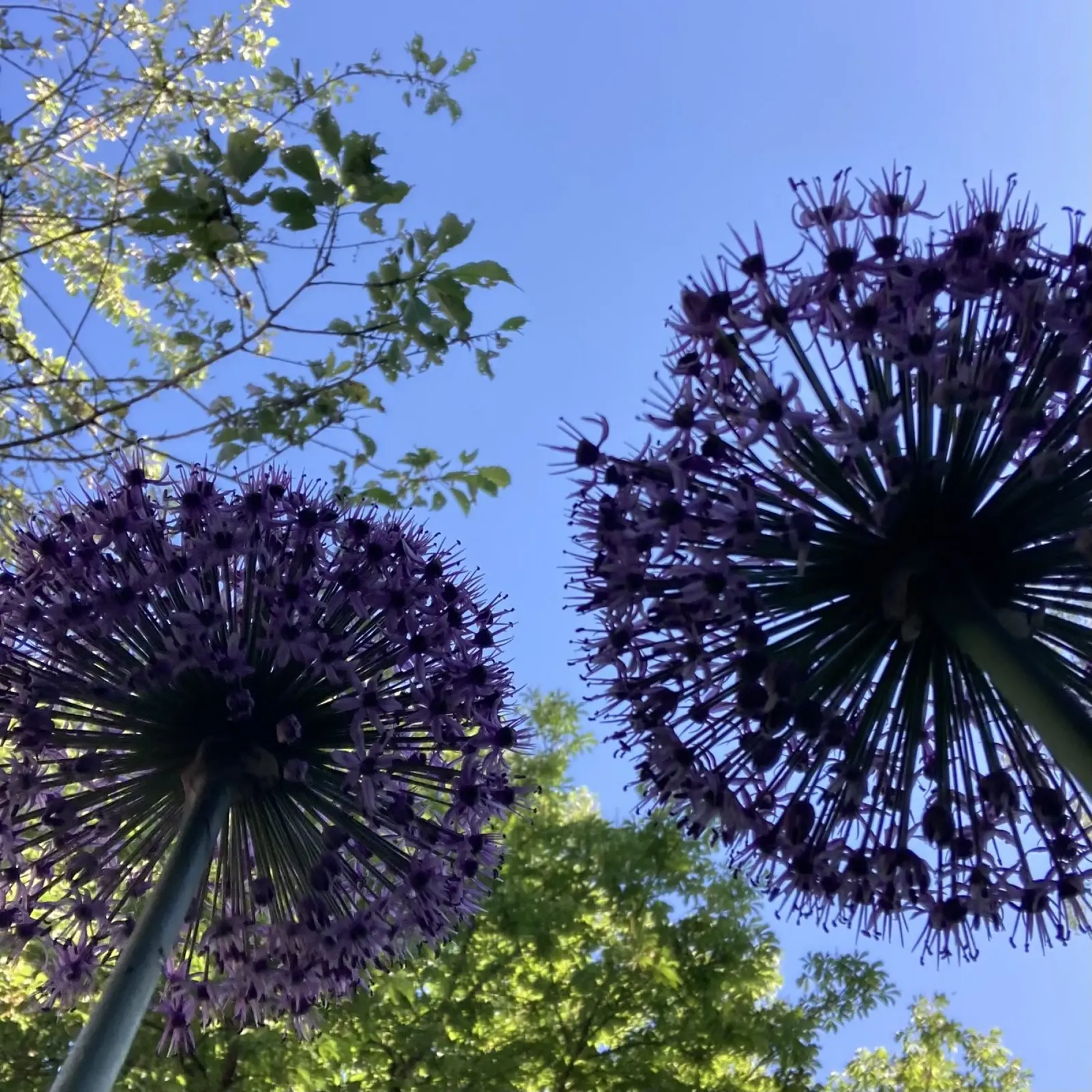 Allium blossom in early summer poster by Art Studio by Iris