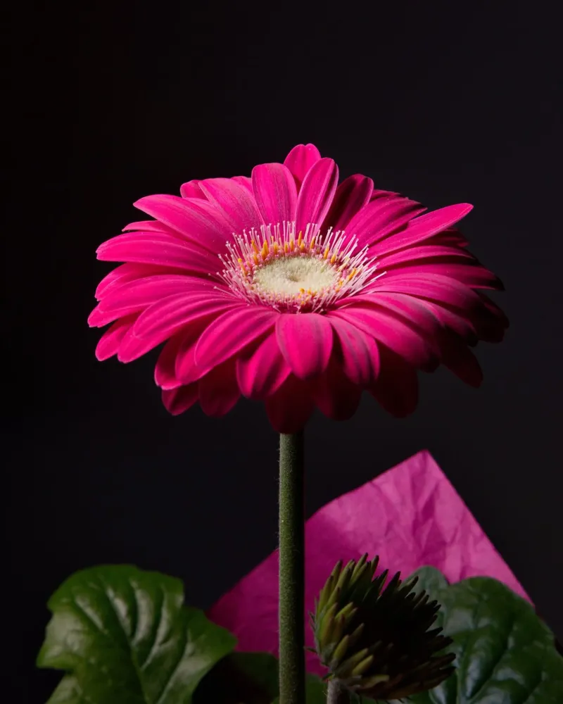 Gerbera viola pellicola backlit da anderm