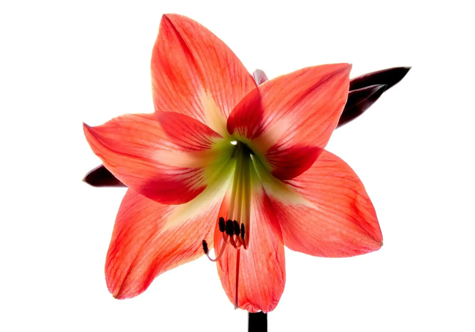 Amaryllis rosso carta hahnemühle da anderm