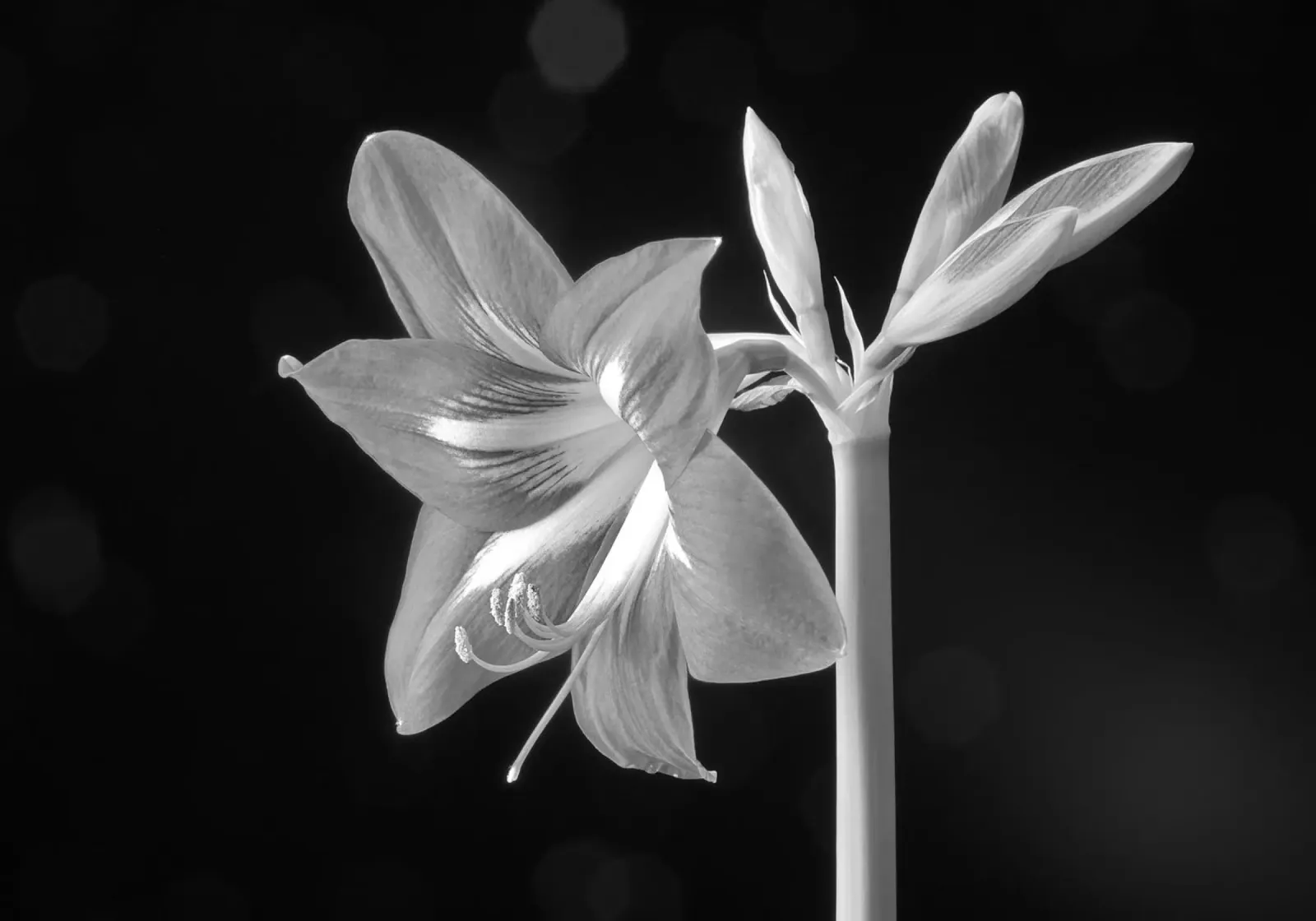 Amaryllis carta hahnemühle da anderm