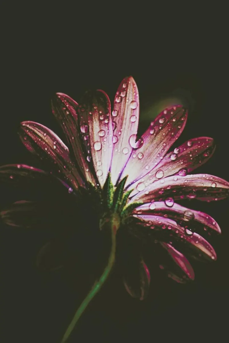 Fiore - Moody Floral pellicola backlit da Ingrid Beddoes