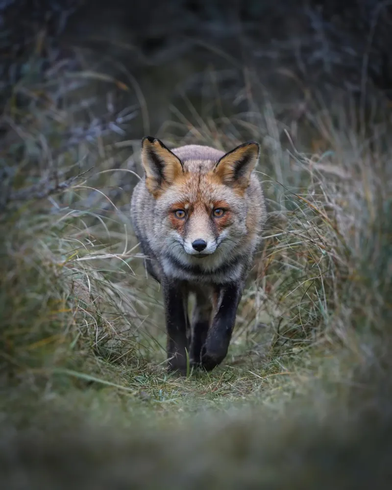Red Fox poster with aluminum frame by Tom's Wildlife
