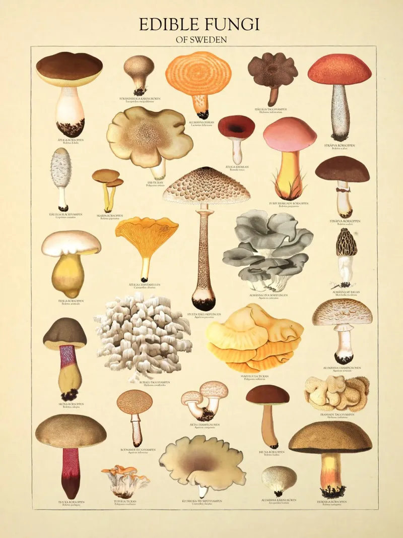 Illustrazione dei funghi commestibili svedesi pellicola backlit da liu