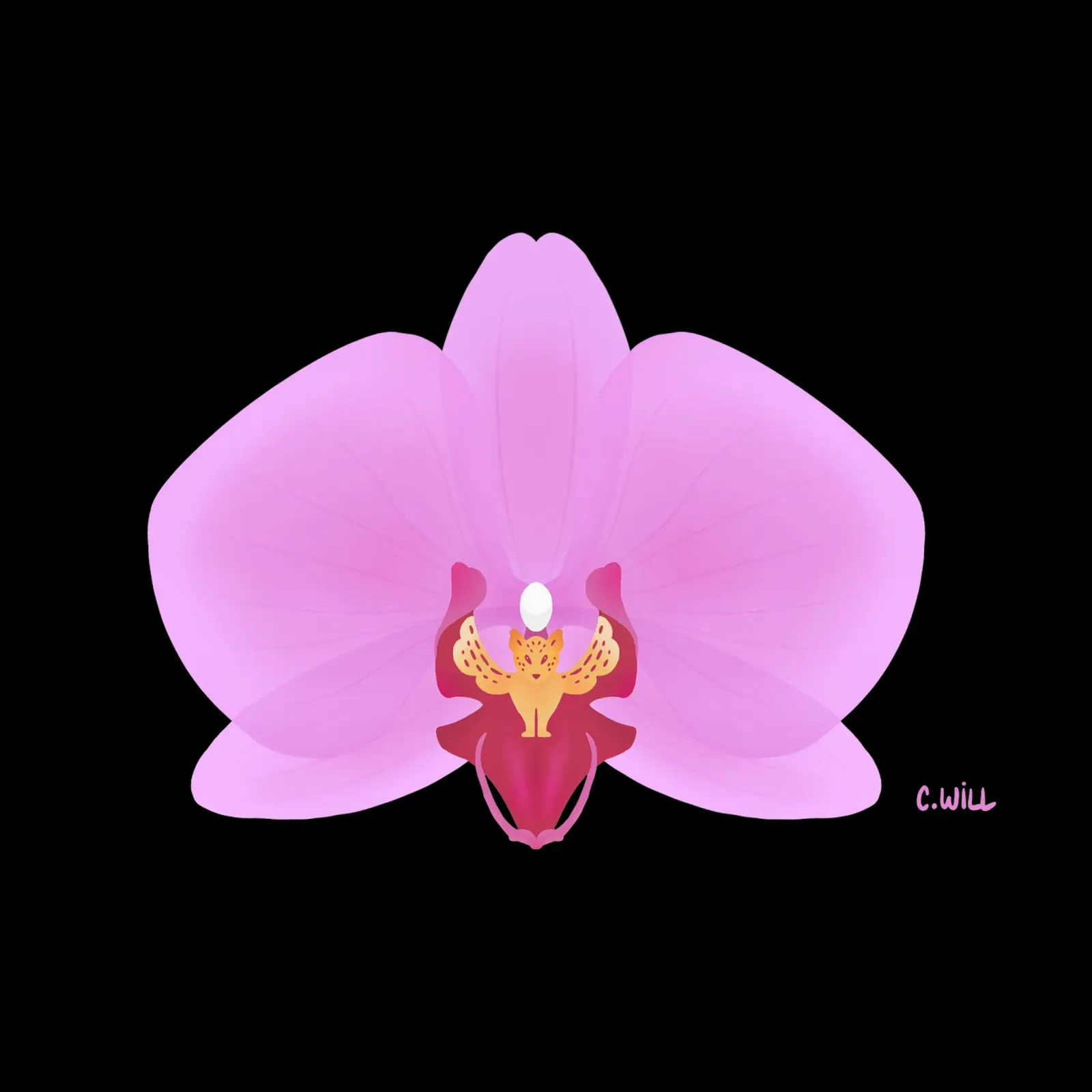 Orchidea tigre pellicola backlit da C.WILL