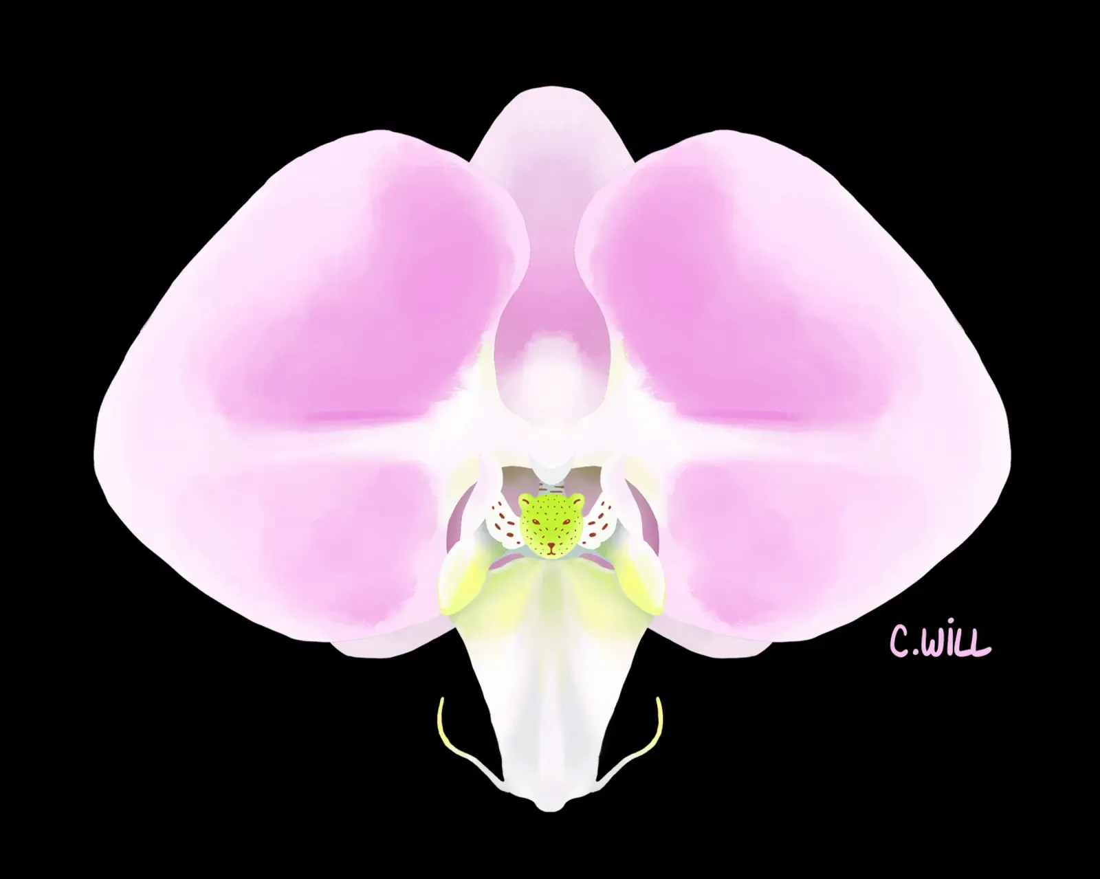 Orchidea orsina pellicola backlit da C.WILL