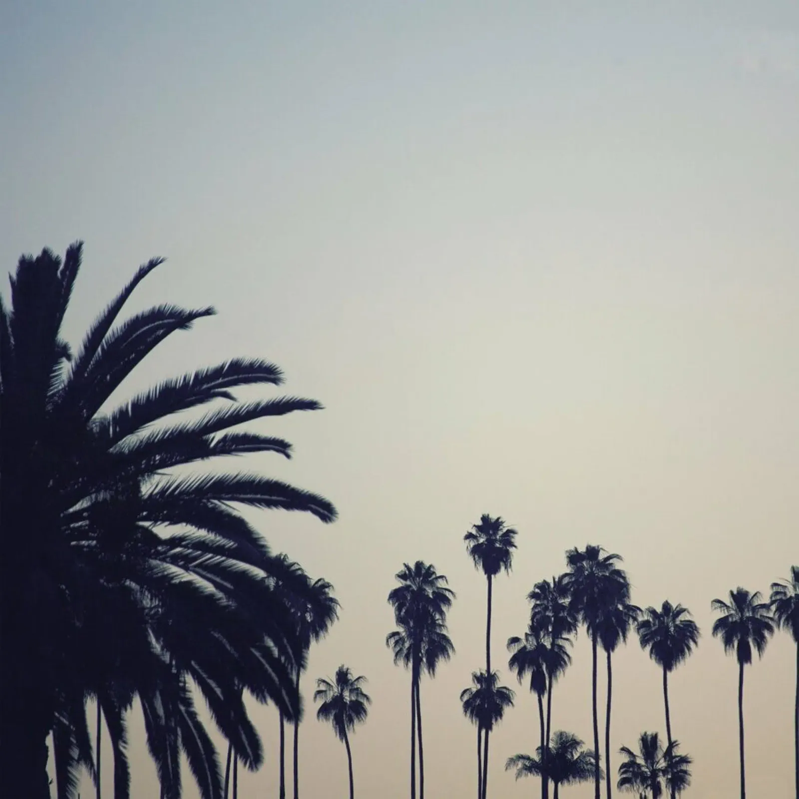 Echo Park Palms pellicola backlit da Catherine McDonald
