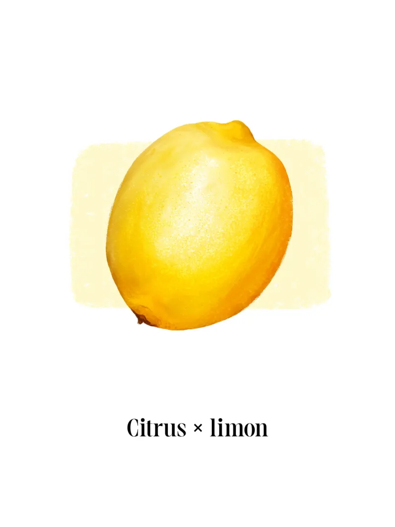 Citrus x limon № 1 alluminio dibond da color&shape