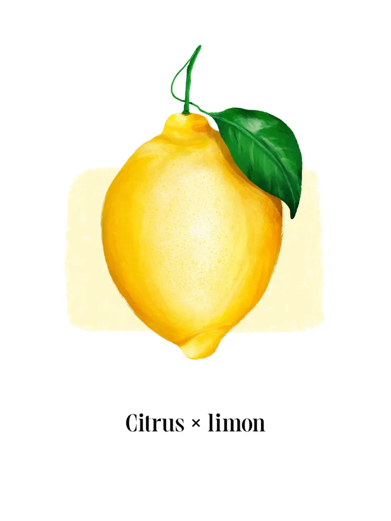 Citrus x limon № 2 carta hahnemühle da color&shape