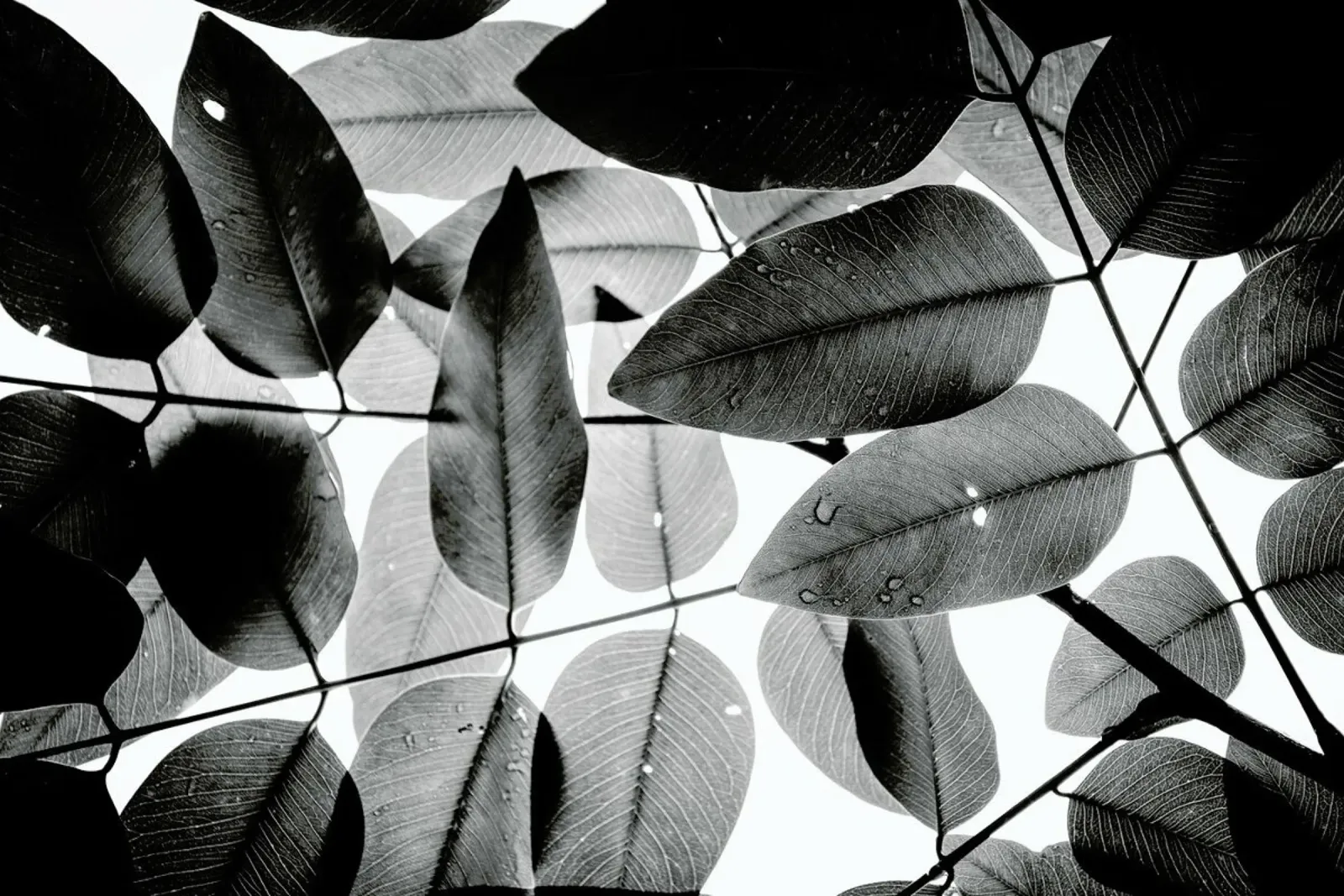 Experiments with Leaves 2 poster da Tal Paz-Fridman