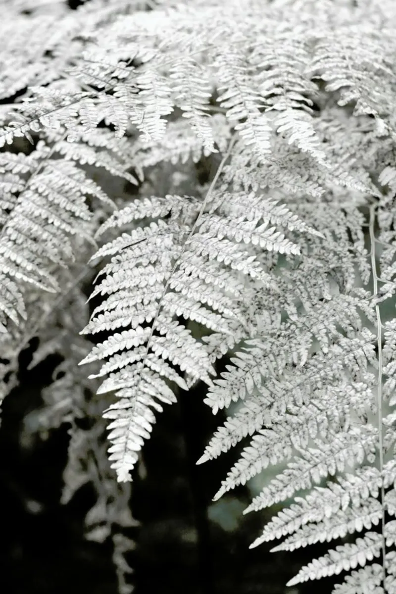 Let´s Dive Into Fern pellicola backlit da Studio Nahili