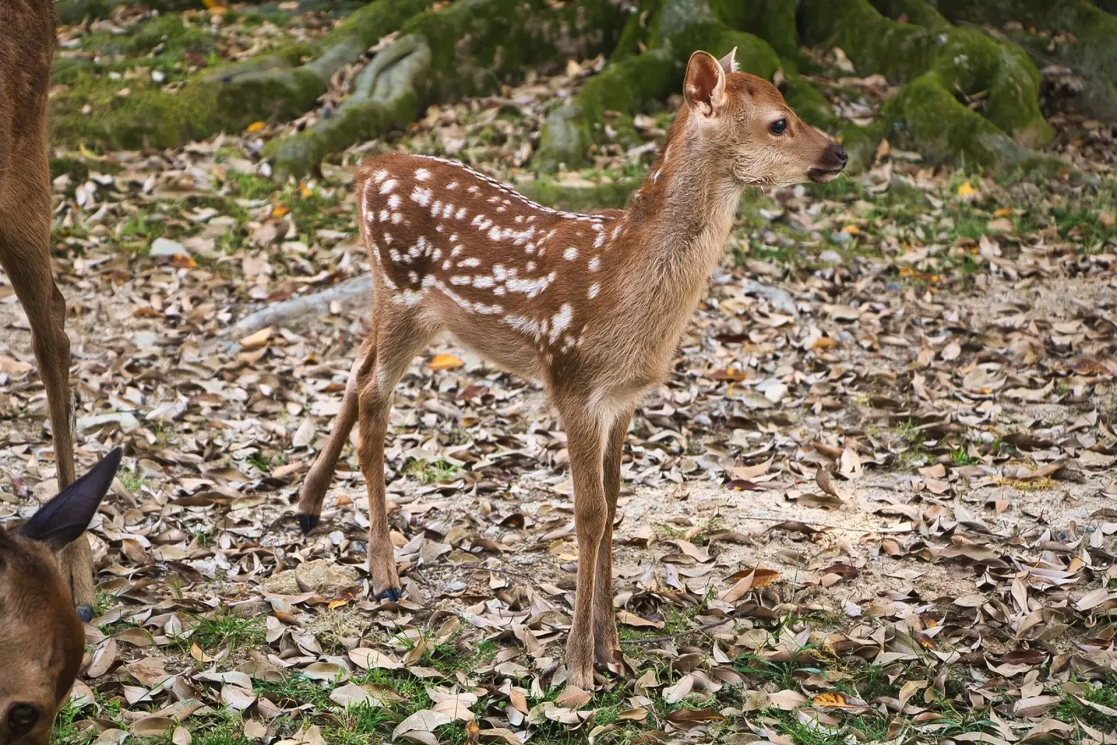 Spotted Fawn in Nara Autumn Forest - Nature Photography poster with aluminum frame by Ben & Clo creations