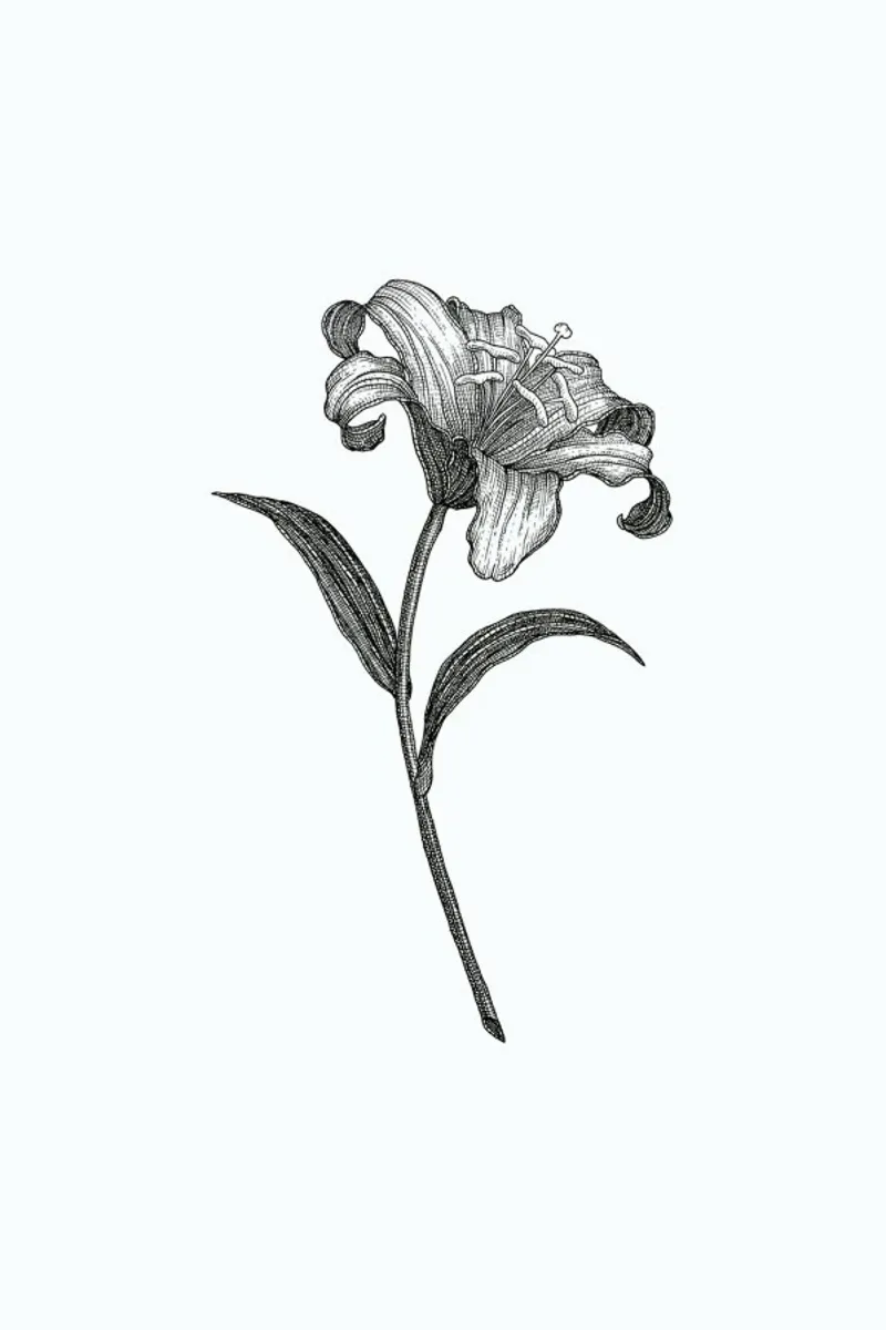 Lily pellicola backlit da Pen & Ink