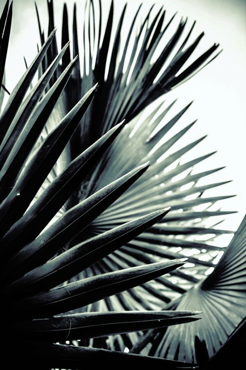 Palm Shade 2 Poster von Chris Abatzis