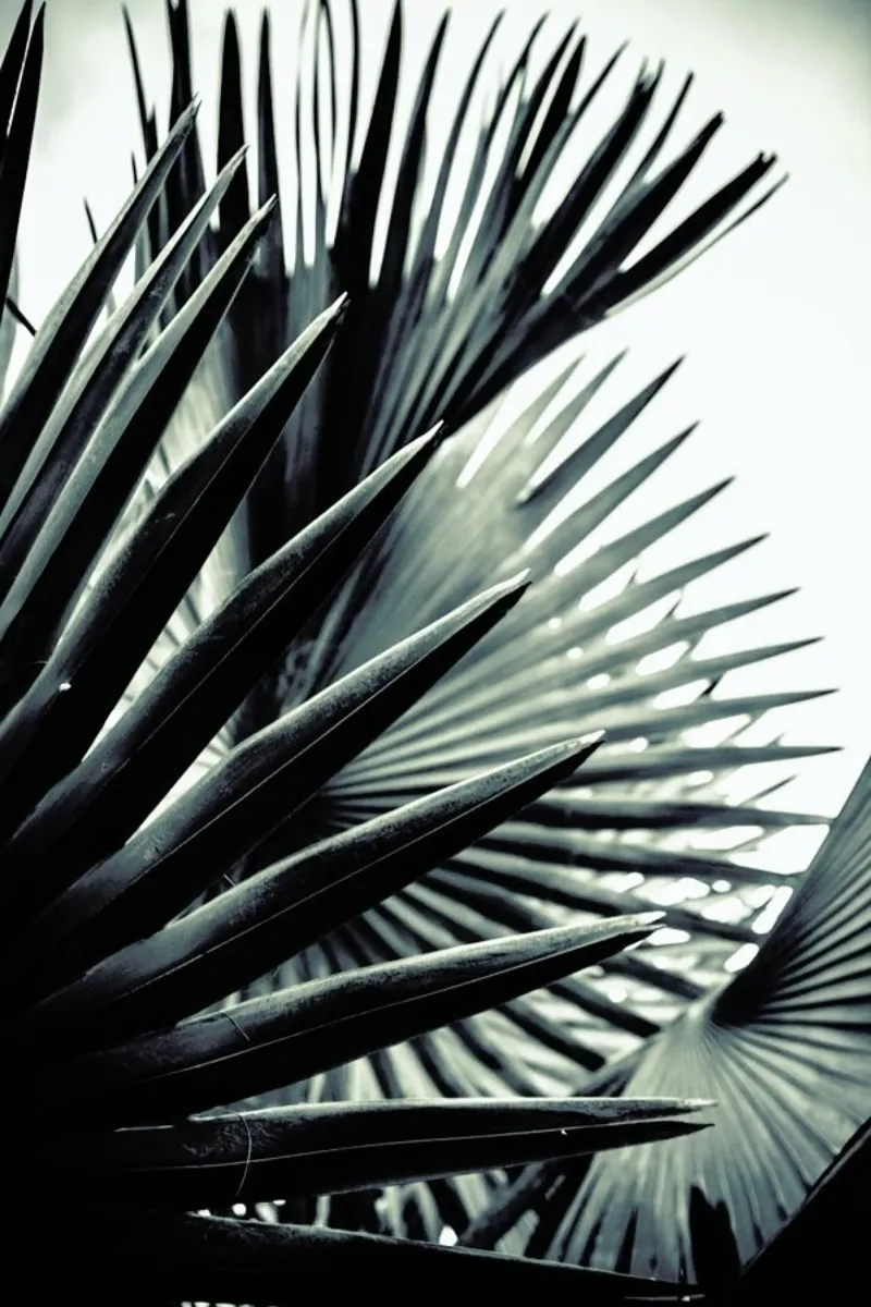 Palm Shade 2 poster da Chris Abatzis