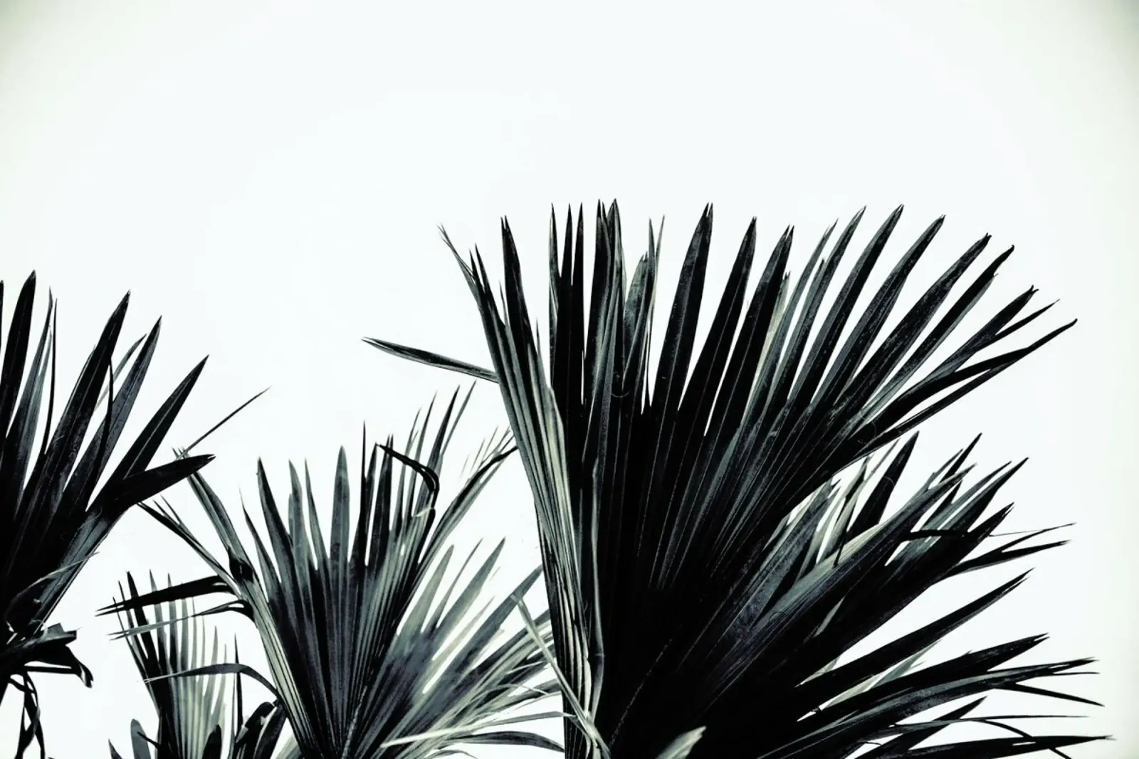 Palm Shade 3 pellicola backlit da Chris Abatzis