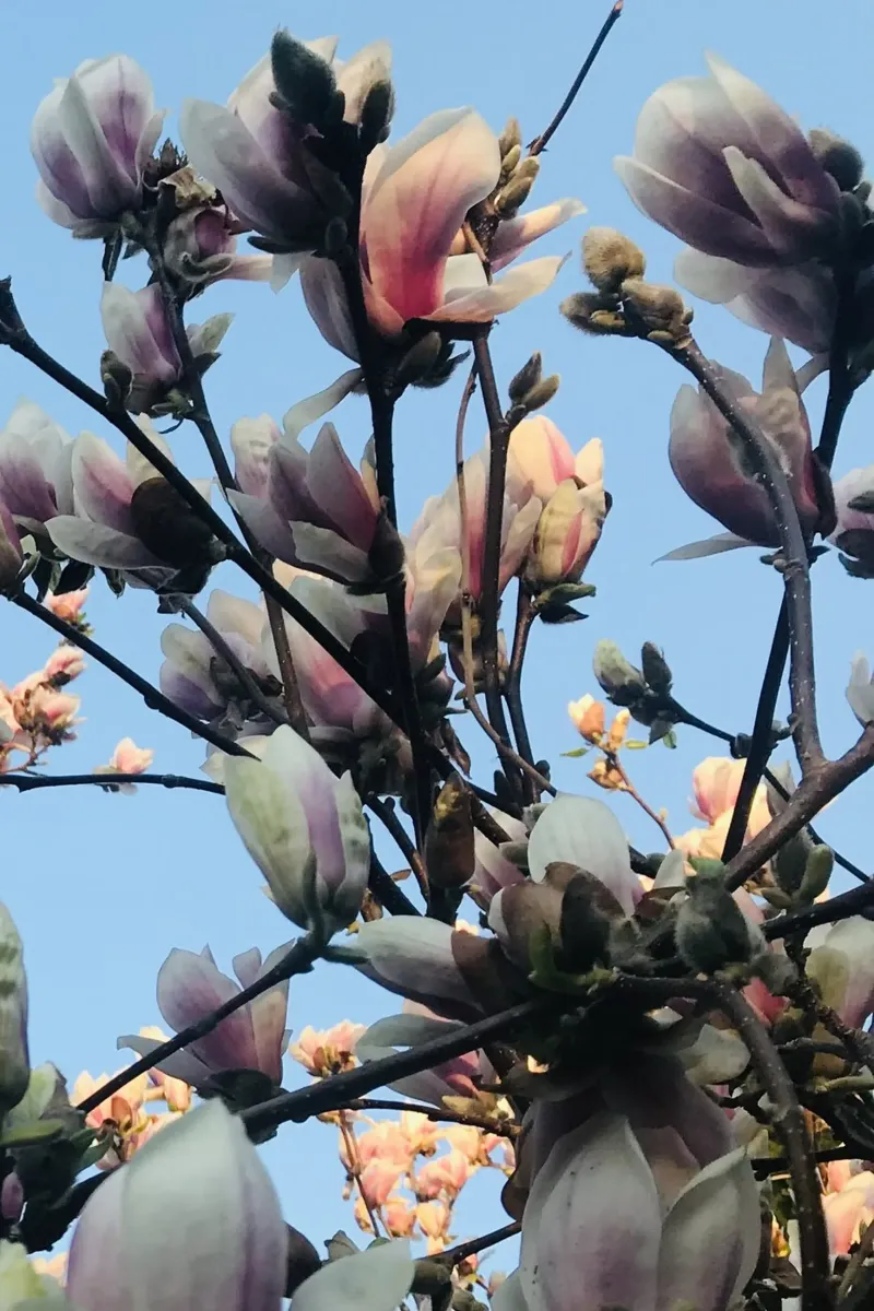 Magnolia blossom in the morning sun poster with plastic frame by Art Studio by Iris