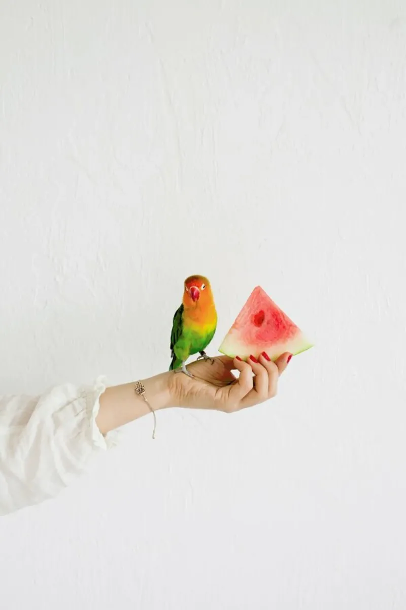 Watermelon And Parrot pellicola backlit da Jovana Rikalo