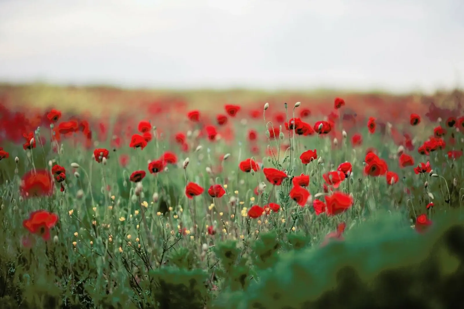Poppy Field pellicola backlit da Jovana Rikalo