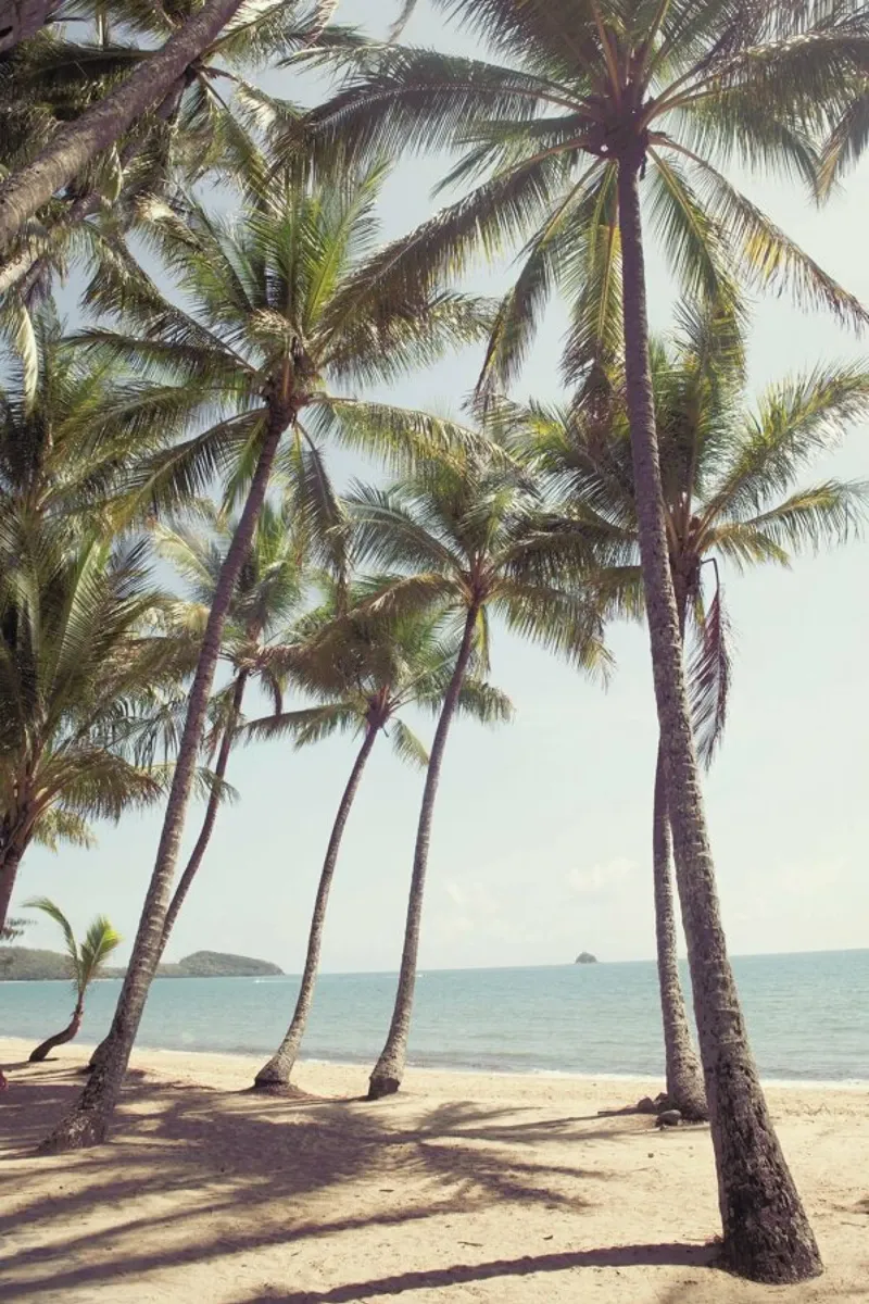 Palm Cove pellicola backlit da Catherine McDonald