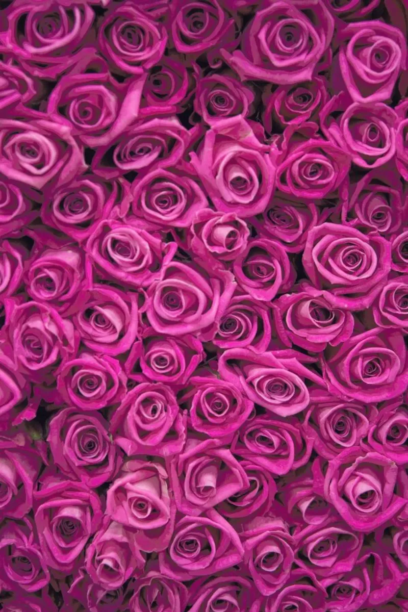 Pink Roses acrylic glass by Catherine McDonald