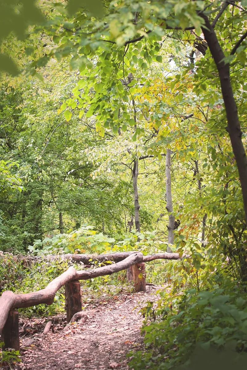 New York, USA I Una passeggiata a Central Park e in una foresta verde naturale alluminio dibond da Julie Travel Photography