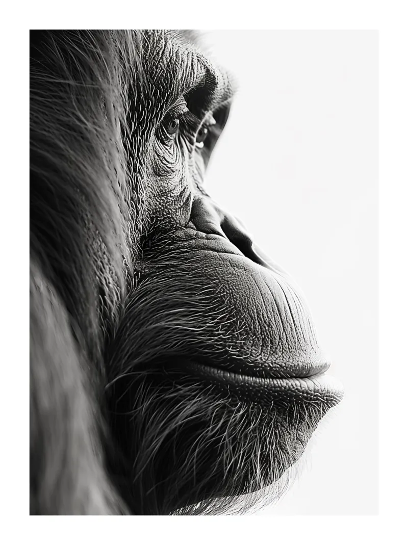 Orang-outan majestueux alluminio dibond da Monochrome
