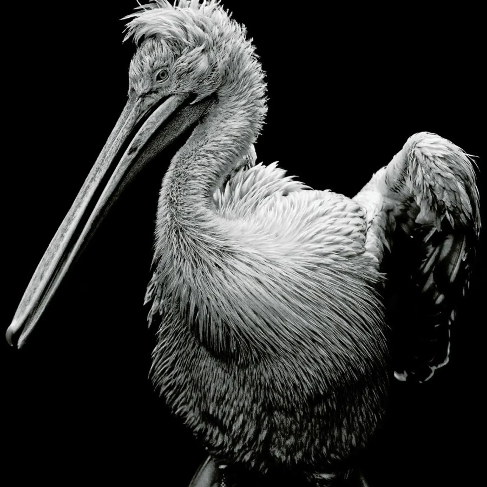The majestic pellicola backlit da Efacts Photography