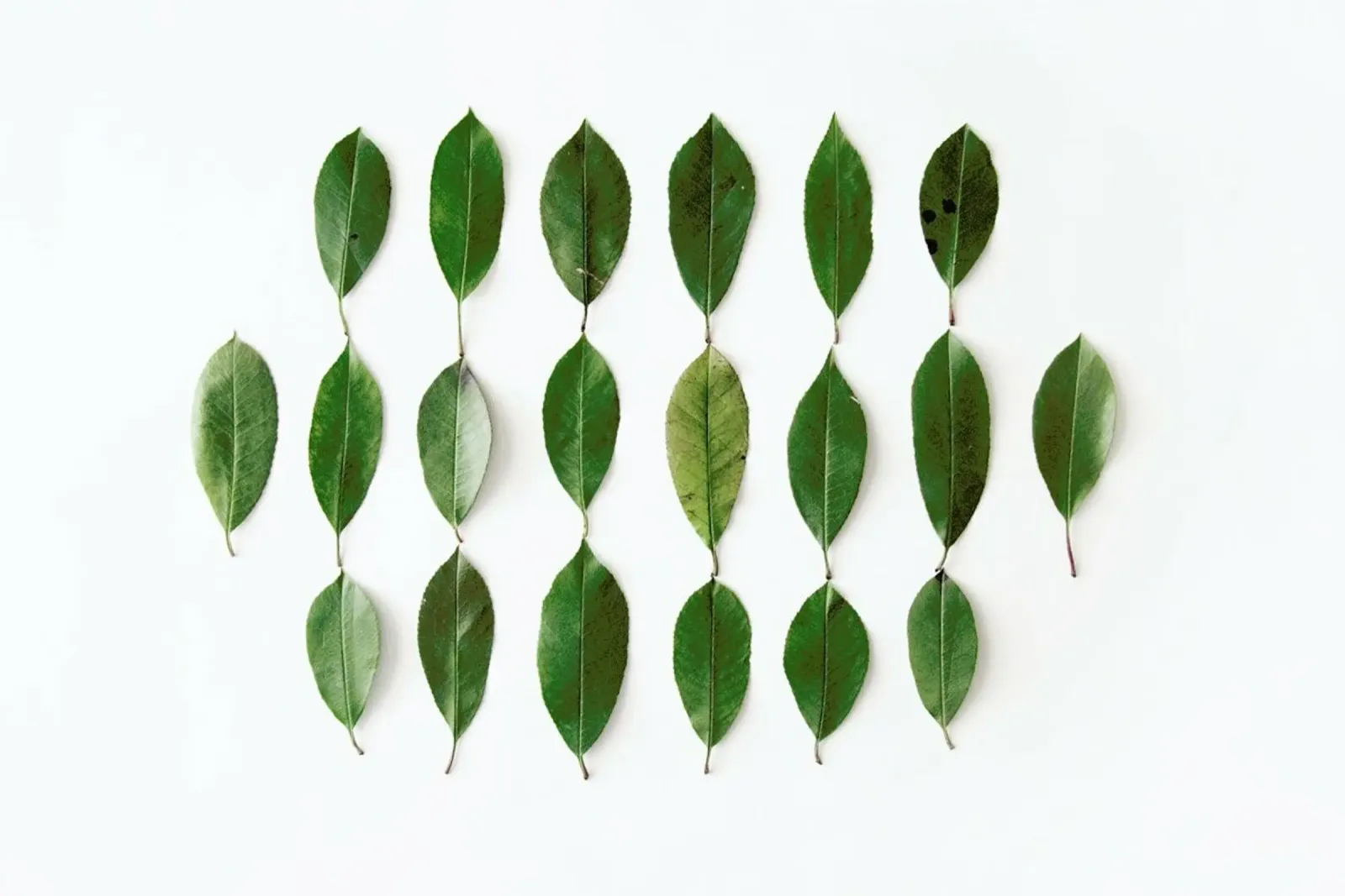 Leaves Collection N2 plexiglass da Miles of Light