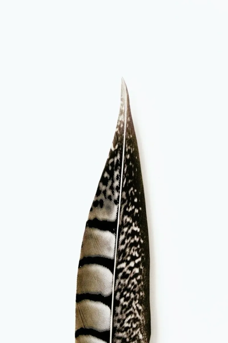 One Feather carta hahnemühle da Miles of Light