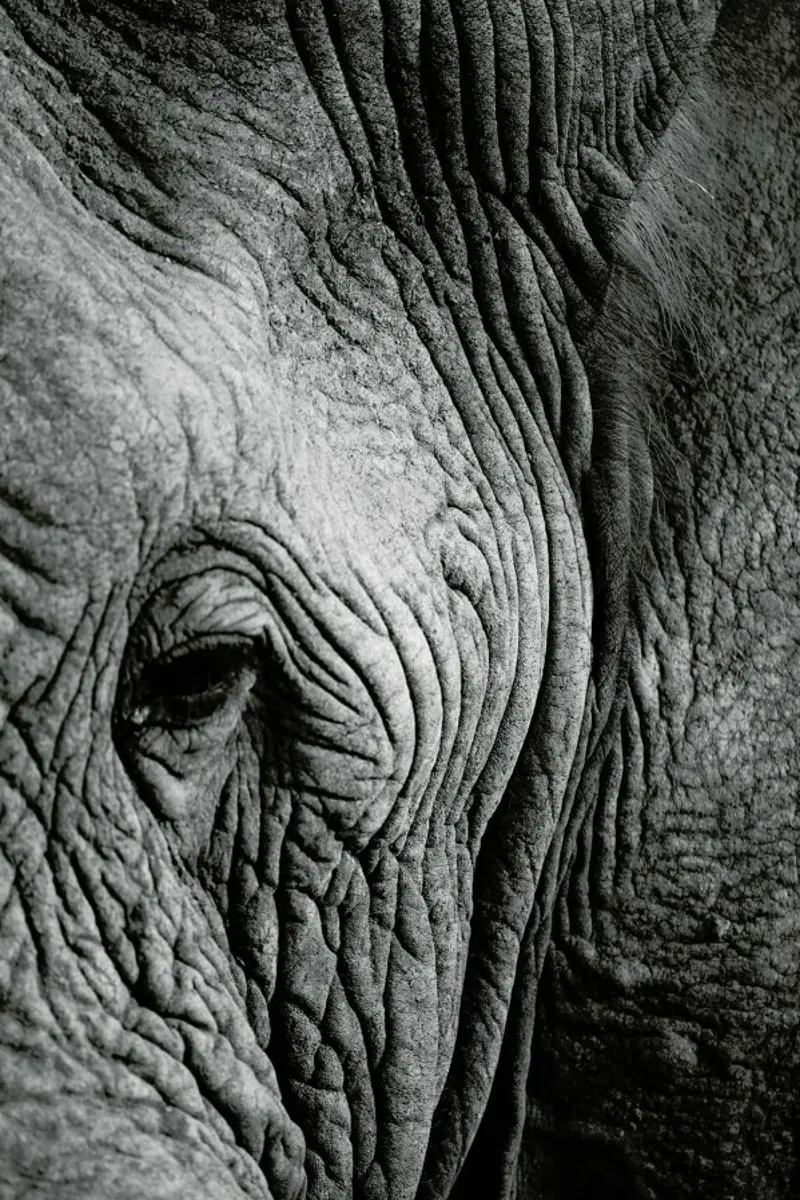Nambithi Elephant 01 carta hahnemühle da Shot By Clint