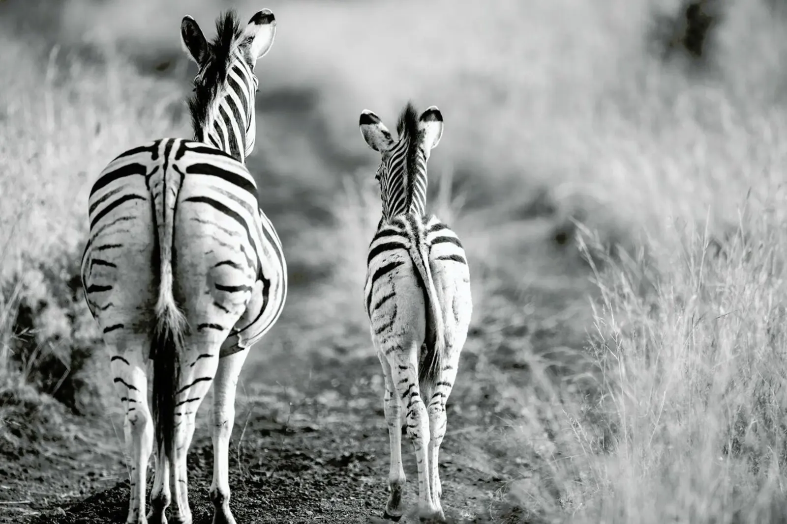 Zebra family pellicola backlit da Shot By Clint
