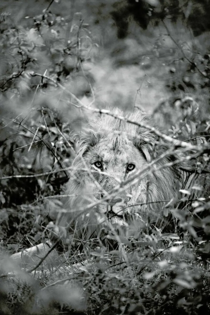 Lion pellicola backlit da Shot By Clint