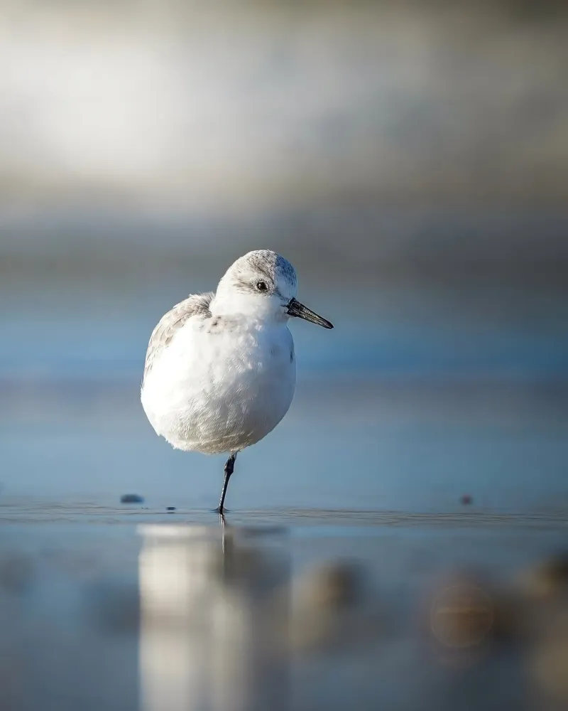 Sanderling pellicola backlit da Tom's Wildlife