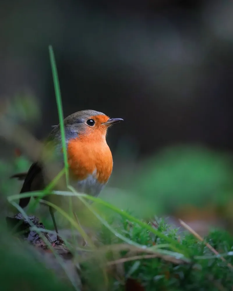 Robin pellicola backlit da Tom's Wildlife