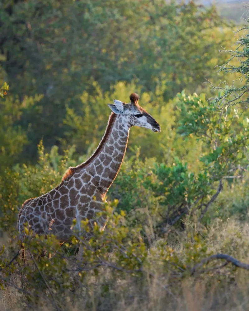 Giraffe young canvas by Tom's Wildlife