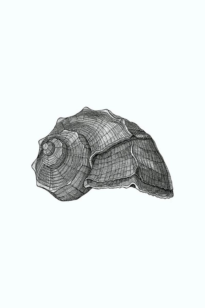 Seashell pellicola backlit da Pen & Ink