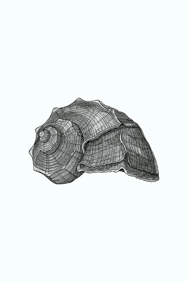 Seashell acrylic glass by Pen & Ink