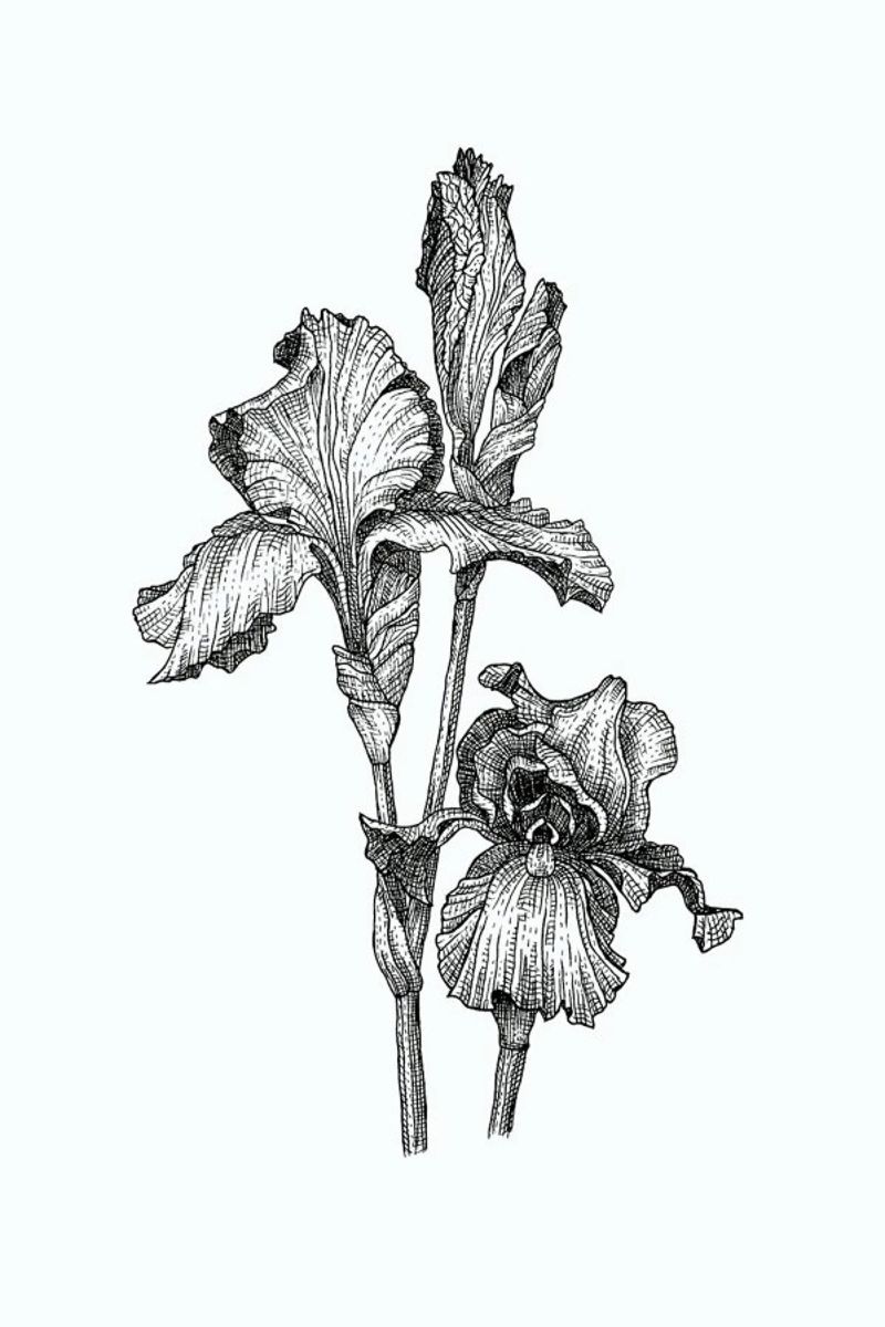 Orchids pellicola backlit da Pen & Ink