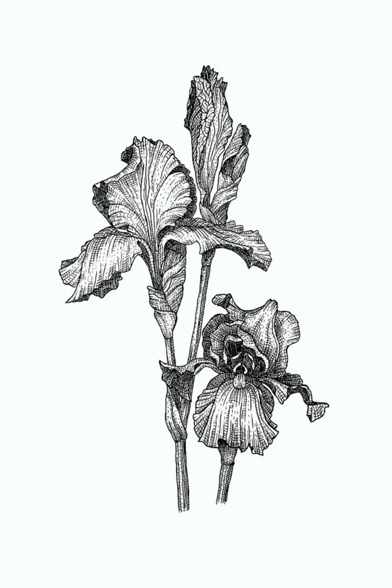 Orchids metacrilato de Pen & Ink